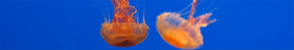 jellyfish
