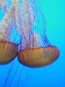 jellyfish